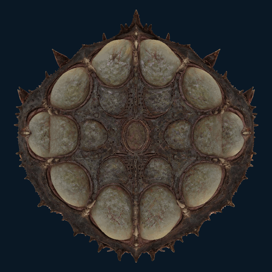 Brinebomb Lobber — Bottom view